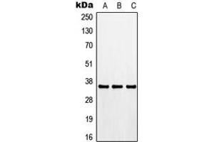 Western blot analysis of CDK3 expression in HEK293T (A), Raw264. (CDK3 antibody  (N-Term))