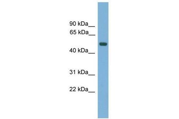 AMN antibody  (N-Term)