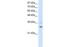Western Blotting (WB) image for anti-Ring Finger Protein 113B (RNF113B) antibody (ABIN2462013) (RNF113B antibody)