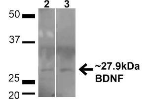 Western blot analysis of Human HeLa and HEK293T cell lysates showing detection of ~27. (BDNF antibody  (N-Term) (PerCP))