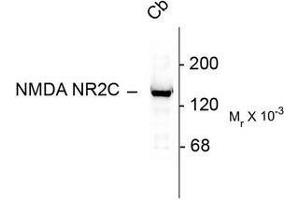 Image no. 1 for anti-Glutamate Receptor, Ionotropic, N-Methyl D-Aspartate 2c (GRIN2C) (N-Term) antibody (ABIN372689) (GRIN2C antibody  (N-Term))