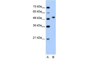 FLJ14213 antibody used at 2. (FLJ14213 (N-Term) antibody)