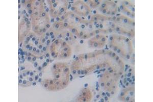 IHC-P analysis of Rat Tissue, with DAB staining. (CXCL12 antibody  (AA 21-89))