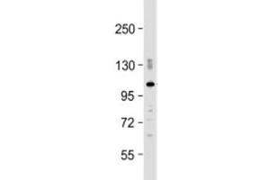 Western blot testing of mouse brain lysate with PDE2A antibody at 1:2000. (PDE2A antibody  (AA 780-810))