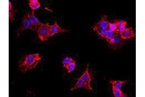 Immunofluorescence (IF) image for anti-Thiosulfate Sulfurtransferase 4 (SSEA-4) antibody (Alexa Fluor 594) (ABIN2656859) (SSEA-4 antibody  (Alexa Fluor 594))