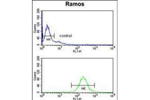 Flow cytometry analysis of Ramos cells (bottom histogram) compared to a negative control cell (top histogram). (NUCKS1 antibody  (N-Term))