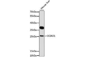 Western blot analysis of extracts of mouse liver, using OCIAD1 antibody. (OCIAD1 antibody  (AA 1-245))