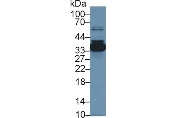 Annexin IV antibody  (AA 3-151)