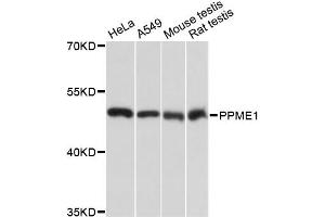 Western blot analysis of extracts of various cell lines, using PPME1 antibody. (PPME1 antibody)
