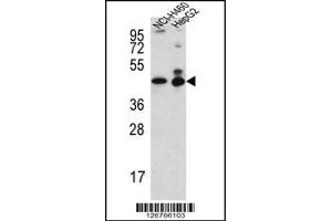 Western blot analysis in NCI-H460,HepG2 cell line lysates (35ug/lane). (Actin-Like 6B antibody  (N-Term))