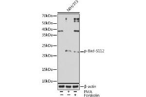Western blot analysis of extracts of NIH/3T3 cells, using Phospho-Bad-S112 Rabbit mAb (ABIN7265846) at 1:1000 dilution. (BAD antibody  (pSer112))