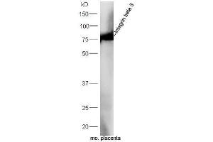 Mouse placenta lysates probed withAnti-Integrin beta 3 Polyclonal Antibody, Unconjugated  at 1:5000 90min in 37˚C (Integrin beta 3 antibody  (AA 27-120))