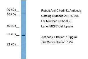 WB Suggested Anti-C1orf183  Antibody Titration: 0. (FAM212B antibody  (Middle Region))