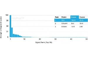 Analysis of Protein Array containing more than 19,000 full-length human proteins using Monospecific Mouse Monoclonal Antibody to Prohibitin (PHB/3229). (Prohibitin antibody  (AA 167-261))