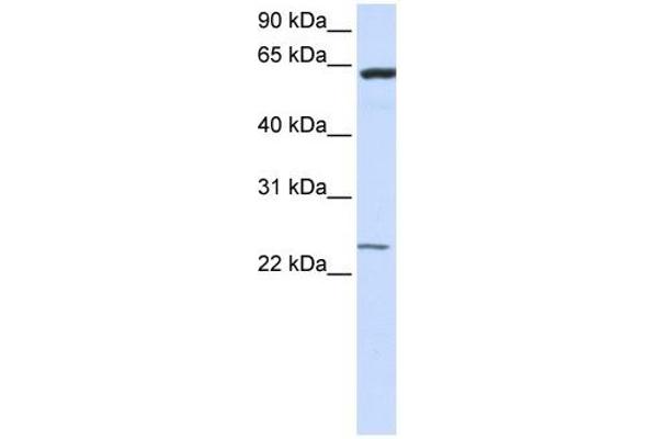 TMEM138 antibody  (N-Term)