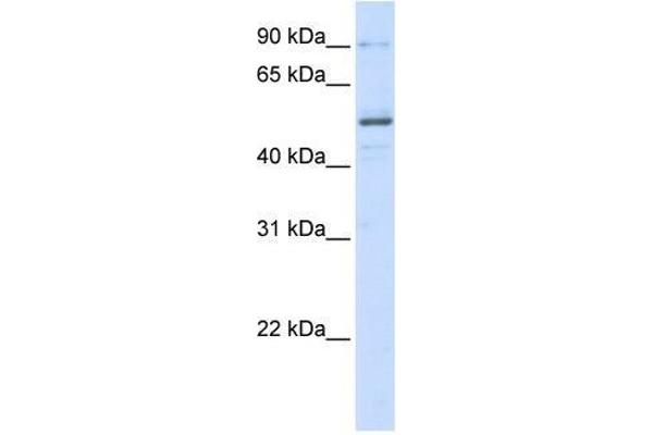 ZNF275 antibody  (N-Term)