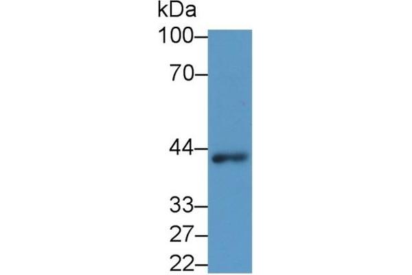 WNT3A antibody  (AA 1-290)