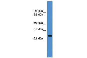 CD28 antibody used at 0. (CD28 antibody  (C-Term))