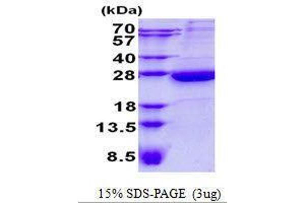 HEBP1 Protein