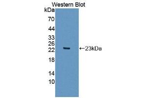 Figure. (SPA17 antibody  (AA 1-140))