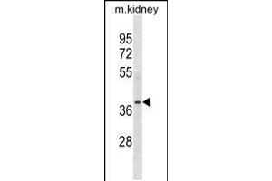 Western blot analysis in mouse kidney tissue lysates (35ug/lane). (POC1A antibody  (N-Term))