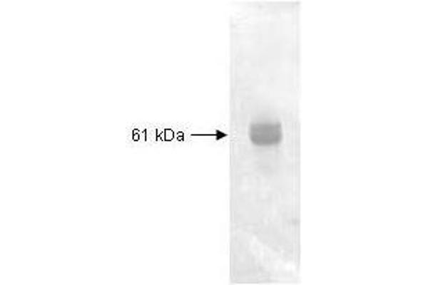 CPY antibody