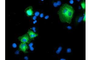 Immunofluorescence (IF) image for anti-Proteasome (Prosome, Macropain) 26S Subunit, Non-ATPase, 2 (PSMD2) antibody (ABIN1500483) (PSMD2 antibody)