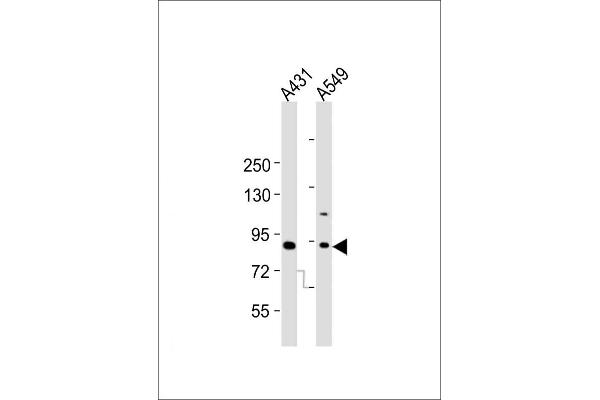 DNMT3B antibody  (AA 389-417)