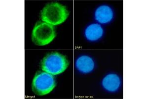 Immunofluorescence staining of fixed Daudi cells with anti-CD23 antibody CAT-13. (Recombinant FCER2 antibody)