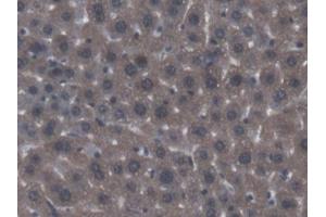 DAB staining on IHC-P; Samples: Mouse Liver Tissue (ACP6 antibody  (AA 1-418))