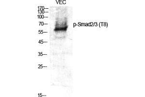 Western Blot analysis of various cells using Phospho-Smad2/3 (T8) Polyclonal Antibody. (Smad2/3 antibody  (pThr8))