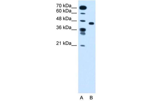 SLC35C1 antibody  (N-Term)