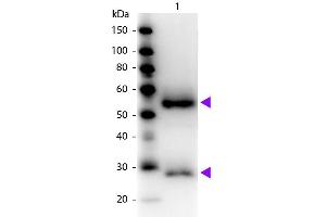 Western blot of Peroxidase conjugated Goat Fab Anti-Mouse IgG secondary antibody. (Goat anti-Mouse IgG (Heavy & Light Chain) Antibody (HRP) - Preadsorbed)