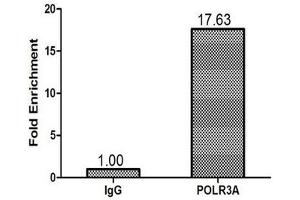 Chromatin Immunoprecipitation 293T (1. (POLR3A antibody  (AA 392-632))