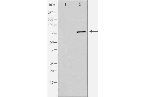 SLC6A15 antibody  (N-Term)