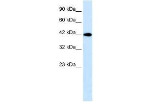 P2RX2 antibody used at 0. (P2RX2 antibody  (N-Term))