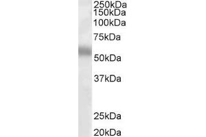 ABIN263159 (1µg/ml) staining of Human Lung lysate (35µg protein in RIPA buffer). (TFEB antibody  (Internal Region))