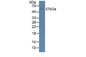 Western blot analysis of Human Lung Tissue. (Fibulin 5 antibody  (AA 99-205))