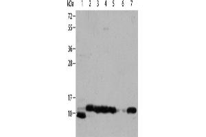 Western Blotting (WB) image for anti-Cytochrome C, Somatic (CYCS) antibody (ABIN2428026) (Cytochrome C antibody)