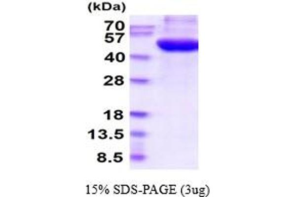 POGLUT1 Protein (AA 24-392) (His tag)