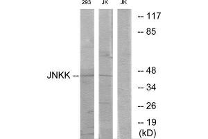 Western Blotting (WB) image for anti-Mitogen-Activated Protein Kinase Kinase 4 (MAP2K4) (C-Term) antibody (ABIN1849372) (MAP2K4 antibody  (C-Term))