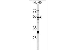Western blot analysis in HL-60 cell line lysates (35ug/lane). (PRSS16 antibody  (N-Term))
