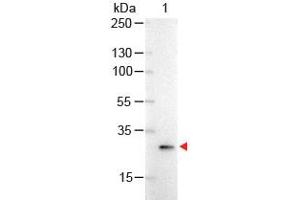 Image no. 1 for anti-Green Fluorescent Protein (GFP) antibody (Alkaline Phosphatase (AP)) (ABIN1101744) (GFP antibody  (Alkaline Phosphatase (AP)))