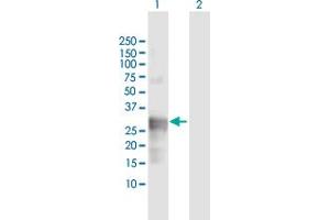 Western Blot analysis of CTSG expression in transfected 293T cell line by CTSG MaxPab polyclonal antibody. (Cathepsin G antibody  (AA 1-255))