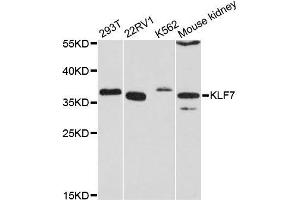 Western blot analysis of extracts of various cell lines, using KLF7 antibody (ABIN5996552) at 1:3000 dilution. (KLF7 antibody)