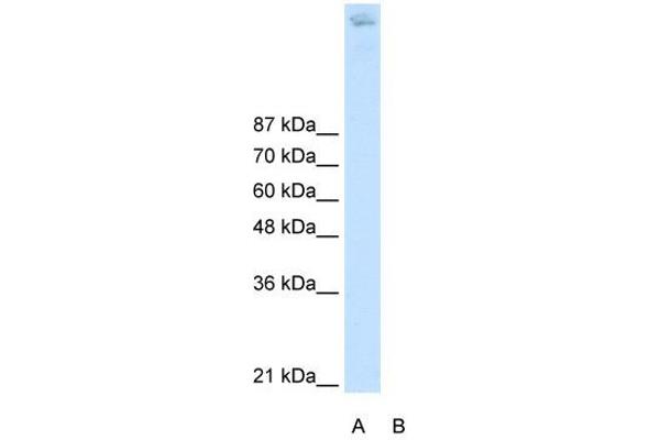 ZBTB38 antibody  (N-Term)