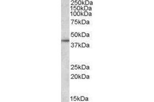 Western Blotting (WB) image for Apolipoprotein L, 3 (APOL3) peptide (ABIN370124) (Apolipoprotein L, 3 (APOL3) Peptide)