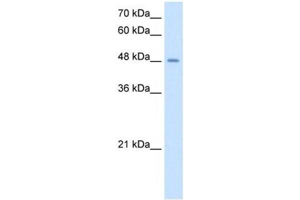 TMPRSS11D antibody  (N-Term)