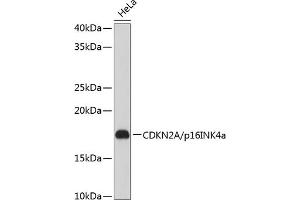 Western blot analysis of extracts of HeLa cells, using CDKN2A/p16INK4a Rabbit mAb (ABIN6131541, ABIN6139280, ABIN6139282 and ABIN7101380) at 1:1000 dilution. (CDKN2A antibody)