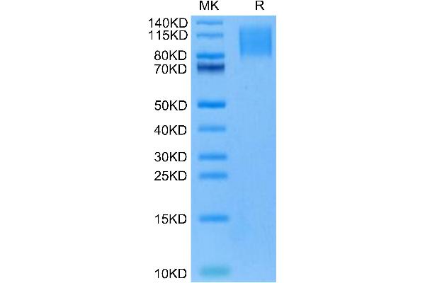 CD96 Protein (CD96) (AA 22-502) (His tag)
